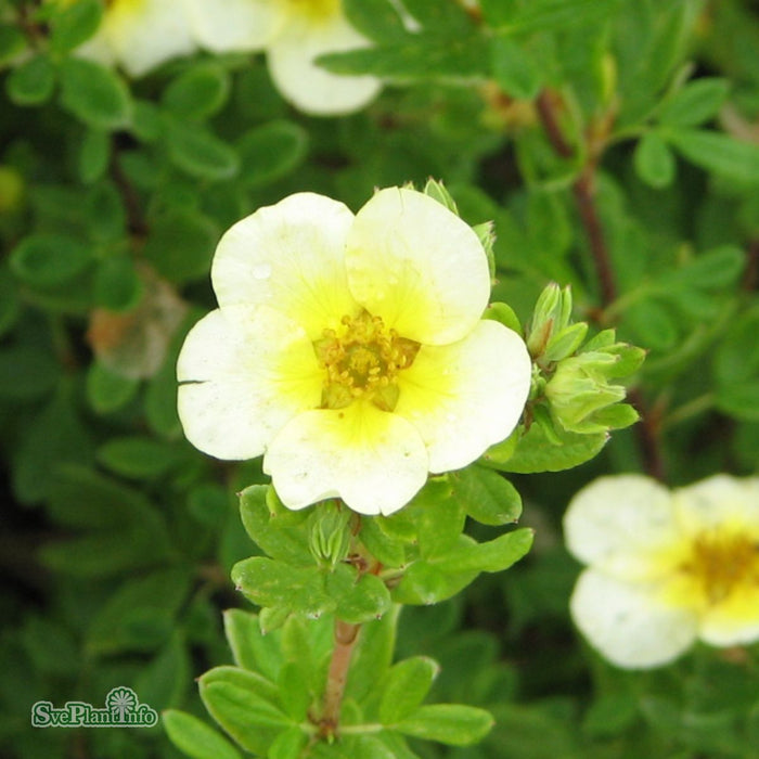 Dasiphora (Fruticosa) 'Limelight' Busk C3,5