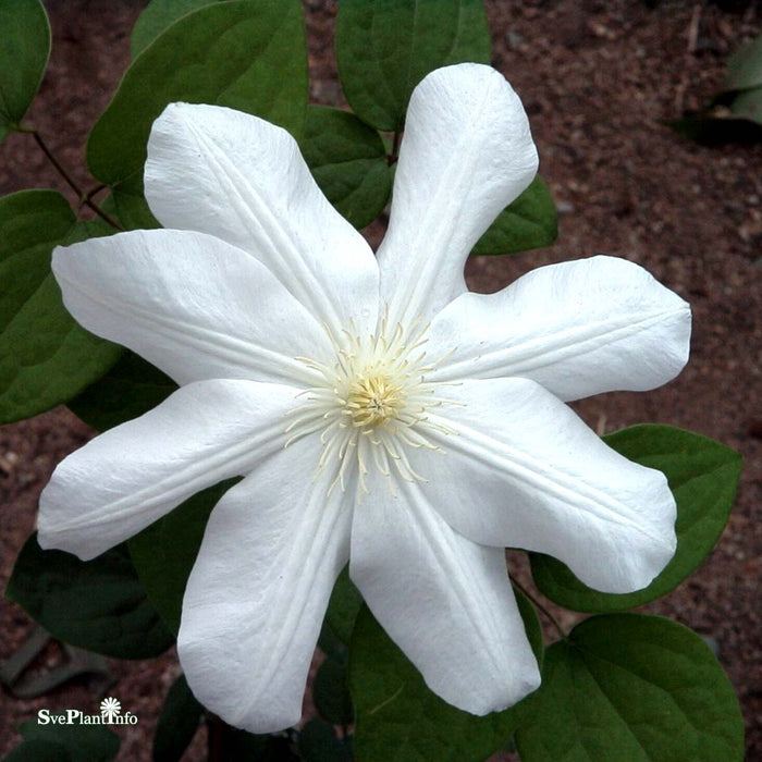 Clematis 'Mevrouw Le Coultre' A-kval C2