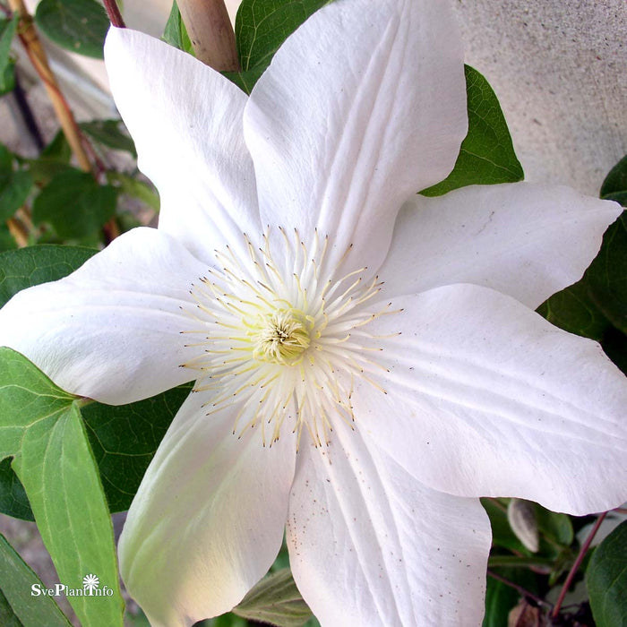Clematis 'Madame le Coultre' A-kval C2