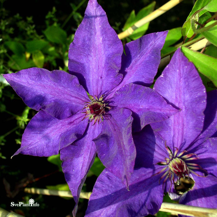 Clematis (TS) 'The President' A-kval C2