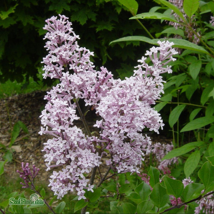 Syringa meyeri 'Palibin' Stam C12 120cm