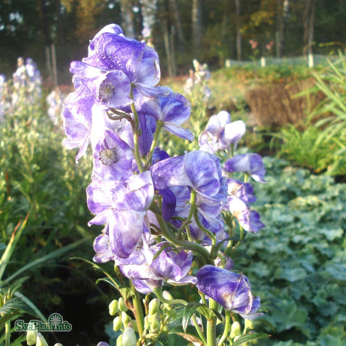 Aconitum carmichaelii 'Cloudy' A-kval