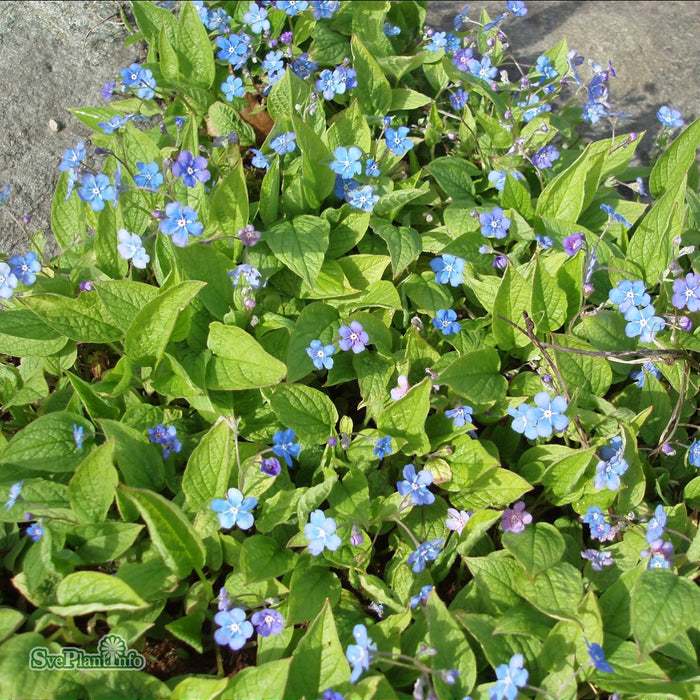 Omphalodes verna A-kval