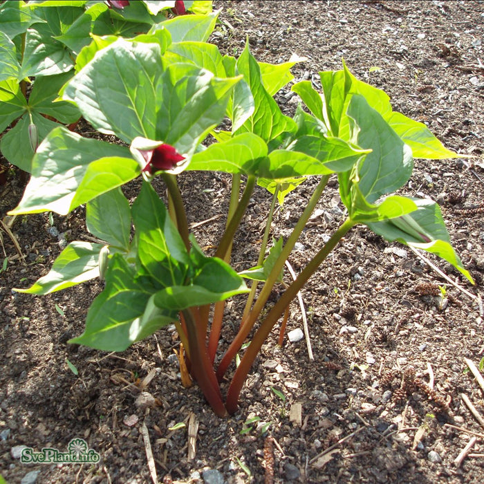 Trillium erectum (9) b-kval A-kval
