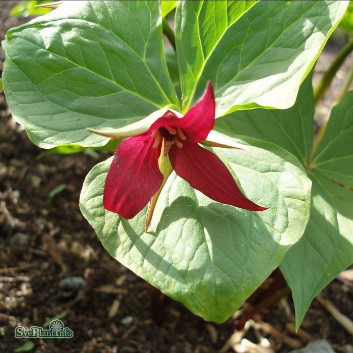 Trillium erectum (9) b-kval A-kval