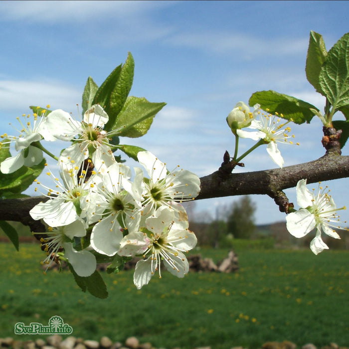 Prunus domestica 'Reine Claude d'Oullins' E P.cer Stam 2-års A-kval Co