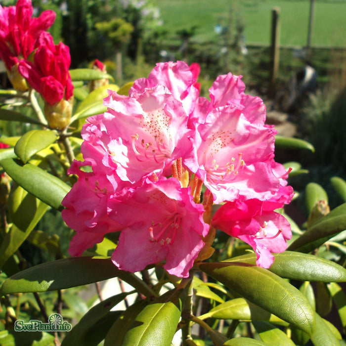 Rhododendron (Yakush.) 'Kalinka' C4,5 25-30cm