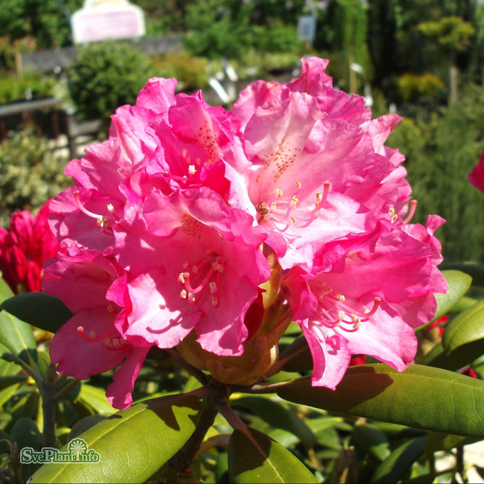 Rhododendron (Yakush.) 'Kalinka' C4,5 25-30cm