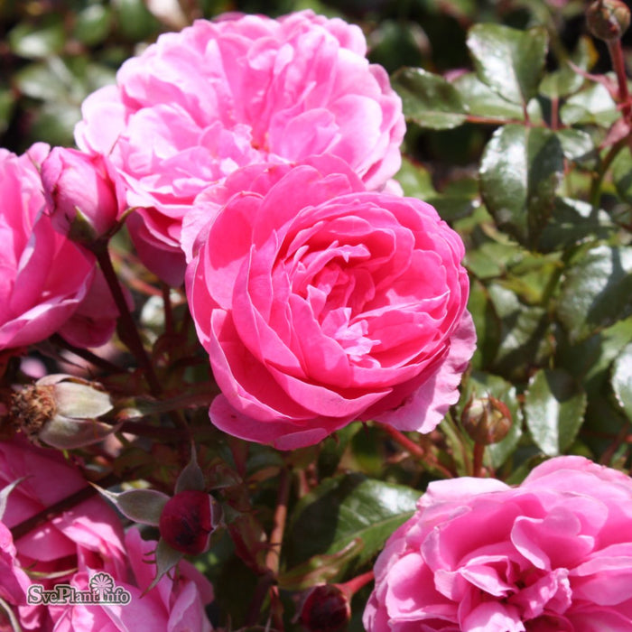 Rosa 'Berleburg' A-Kval C4