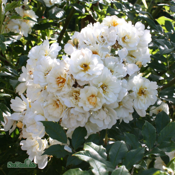 Rosa (Helenae) 'Hybrida' A-kval C7,5
