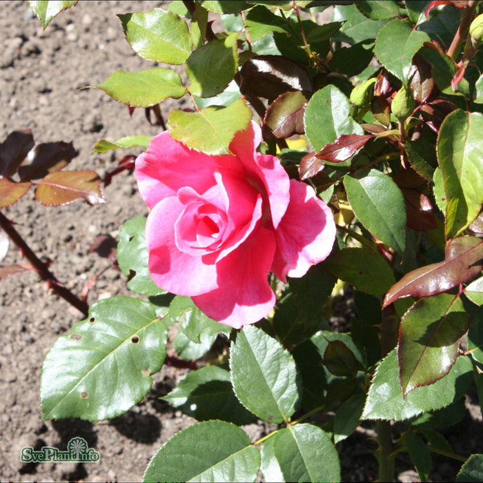 Rosa 'Romanze' A kval C4