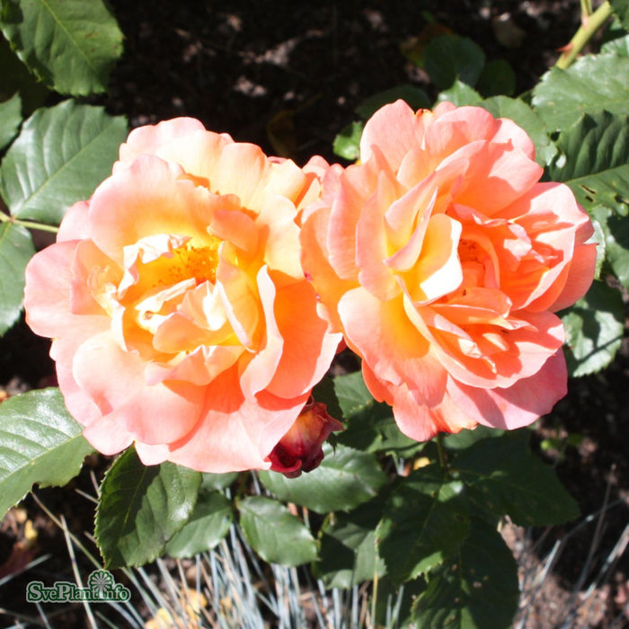 Rosa 'Westerland' A kval C4