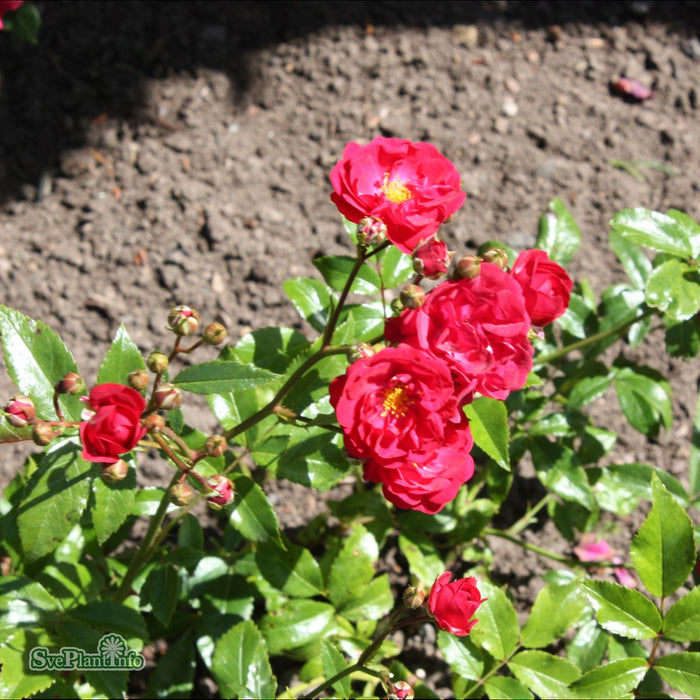 Rosa 'Fairy Dance' A-kval C4