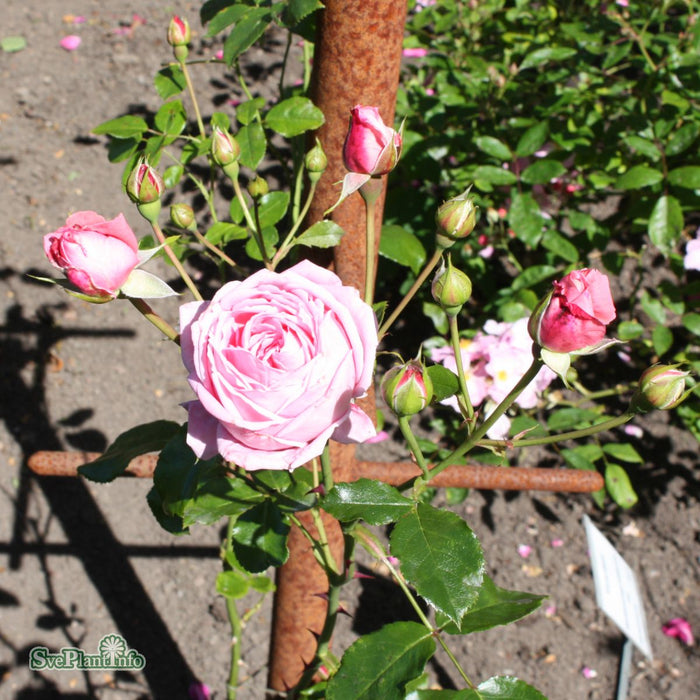 Rosa 'Coral Dawn' A kval C4