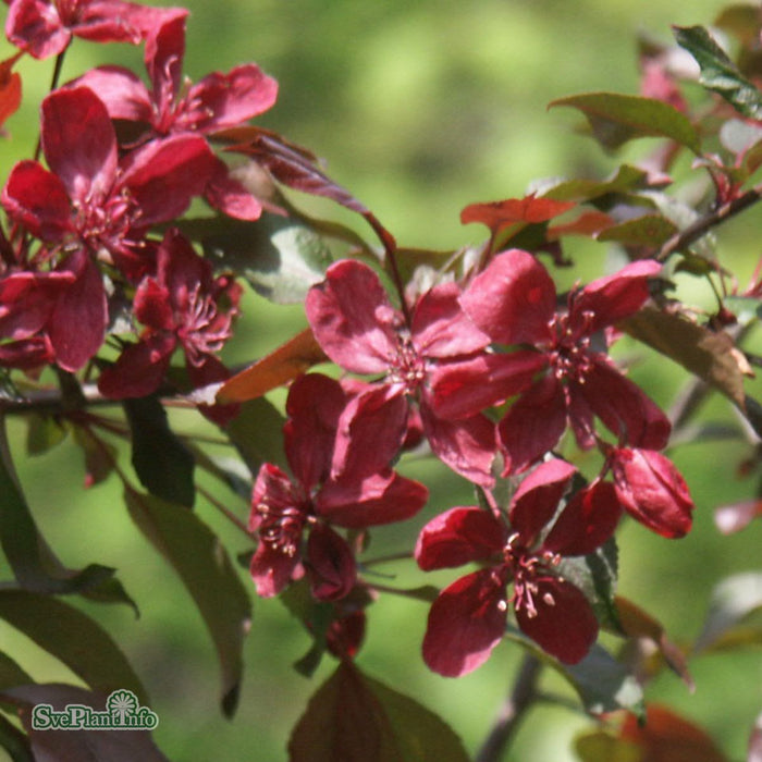 Malus 'Royalty' C18 XXL Högstam 125cm