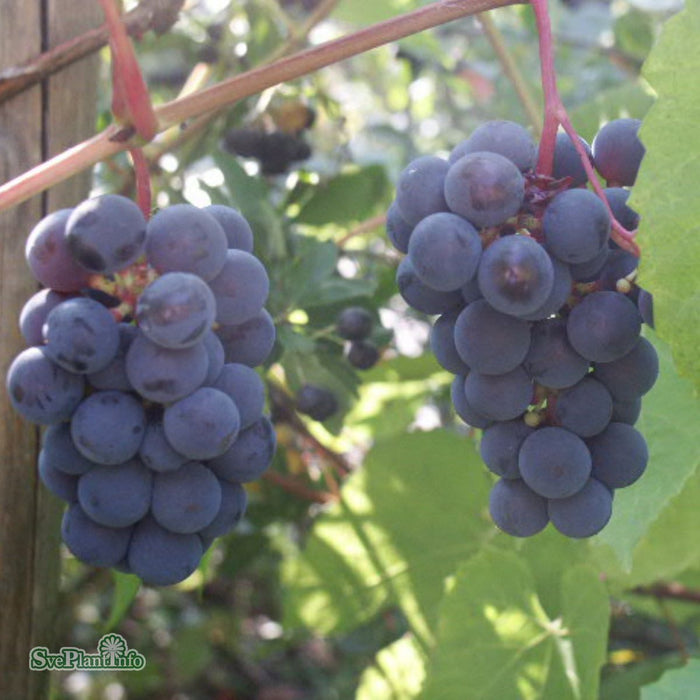 Vitis (Labrusca) 'Zilga' A-kval C5