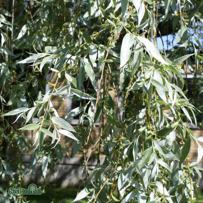 Salix alba 'Liempde' Högstam Kl So 14-16