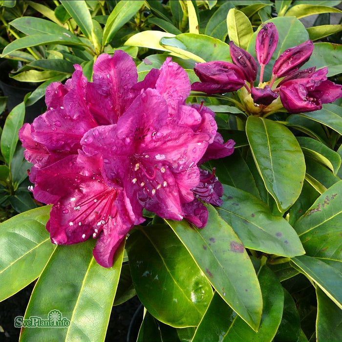 Rhododendron (Cataw.) 'Old Port' Solitär Kl 100-120cm