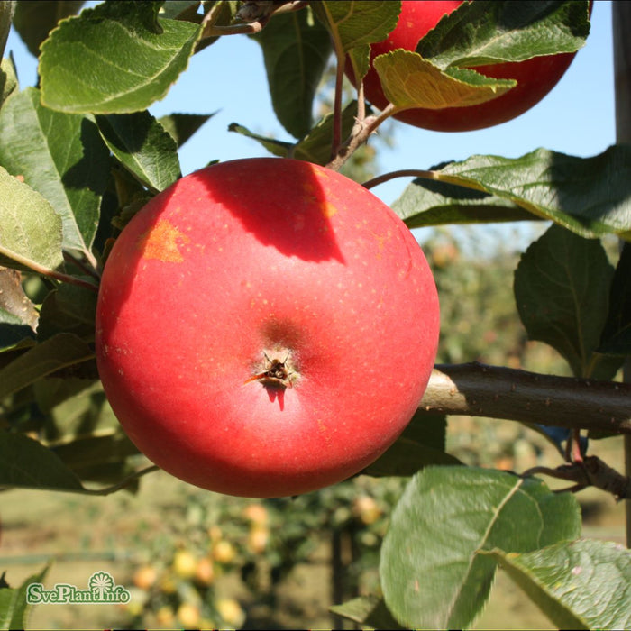 Malus domestica 'Discovery' C5