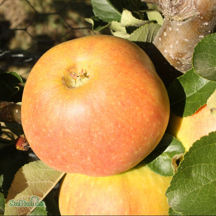 Malus domestica 'James Grieve' E A2 Stam 2-års A-kval Co