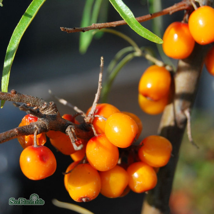 Hippophae rhamnoides 'Lotta' honplanta C5
