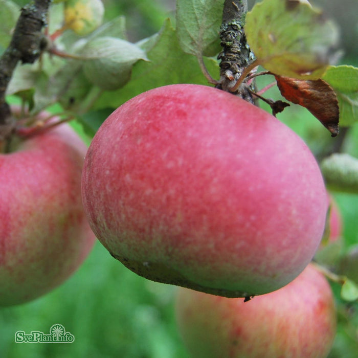 Malus domestica 'Aroma' E A2 Ompl. 3-4 års C30 Ompl. 3-4 års C30