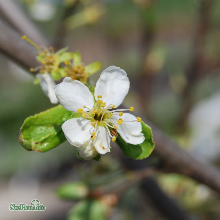 Prunus domestica 'Victoria' Stam Kl So 14-16