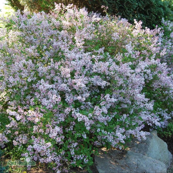 Syringa meyeri 'Palibin' Busk C3,5