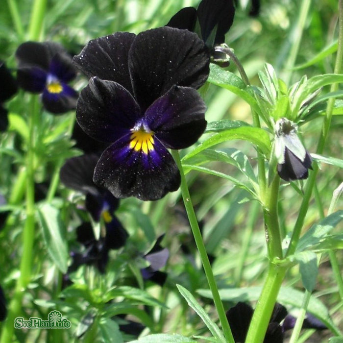 Viola x williamsii 'Molly Sanderson' A-kval