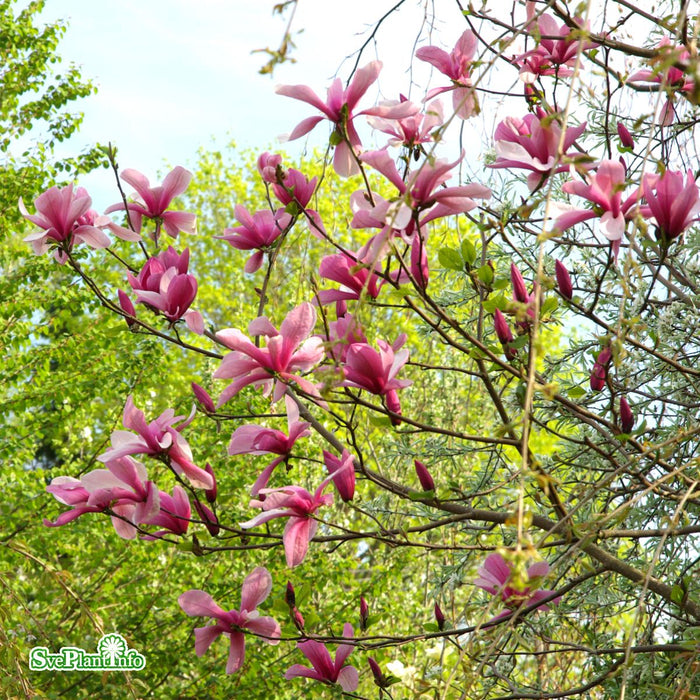 Magnolia 'Galaxy' C16,5