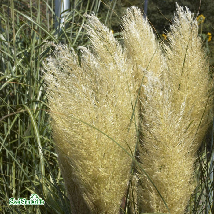 Cortaderia selloana 'Pumila' C18 XXL