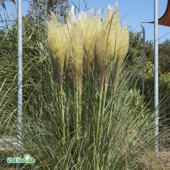 Cortaderia selloana 'Pumila' C18 XXL