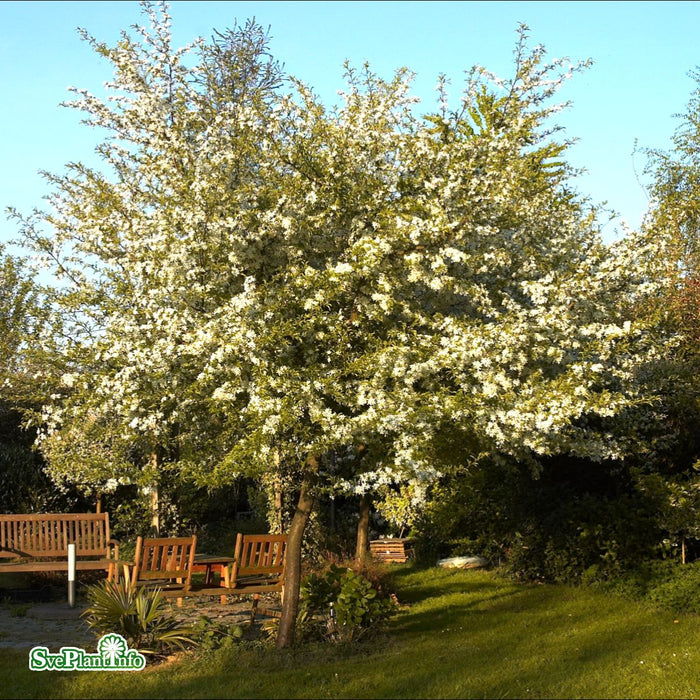 Malus toringo 'Brouwers Beauty' Högstam Kl So 12-14cm