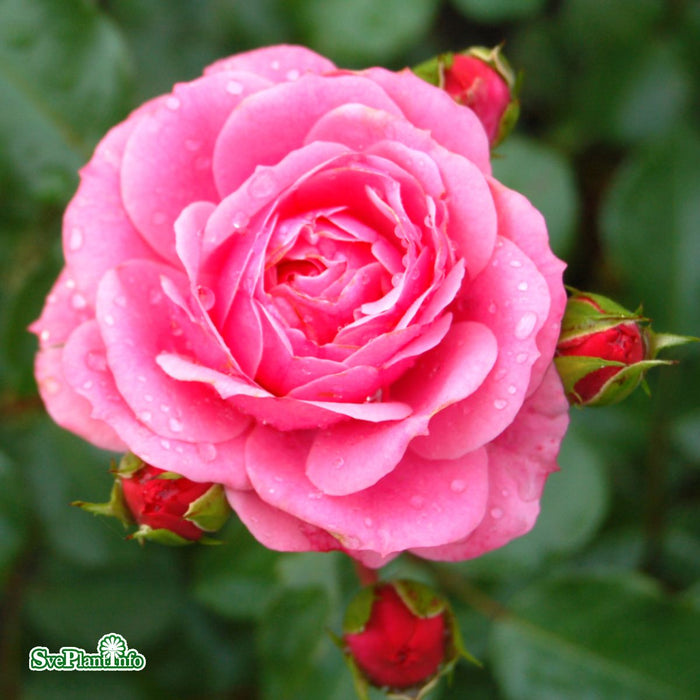 Rosa 'Royal Bonica' A kval C4