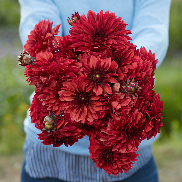 Dahlia 'Danique'