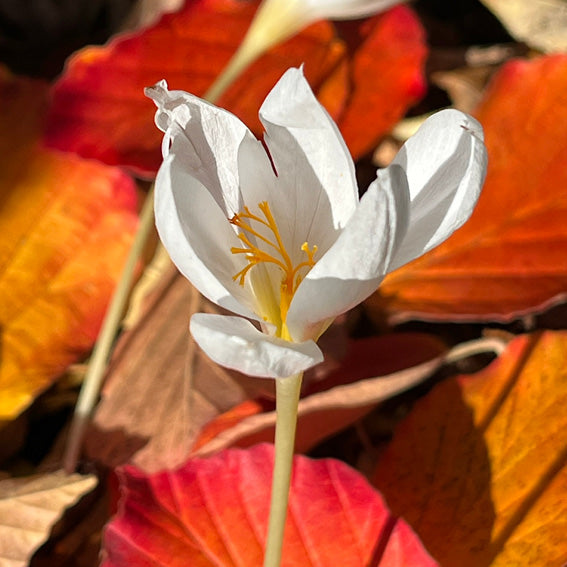 Krokus Albus