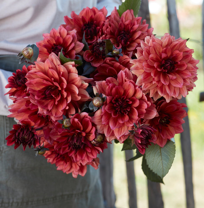 Dahlia 'Invitation'