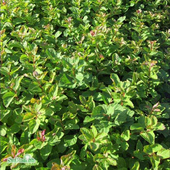 Spiraea densiflora C3