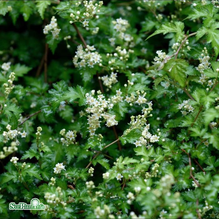 Stephanandra incisa 'Crispa' C3,5