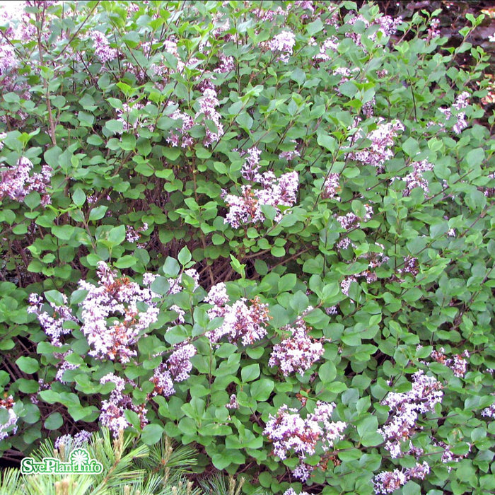 Syringa meyeri 'Palibin' Stam 100cm C10