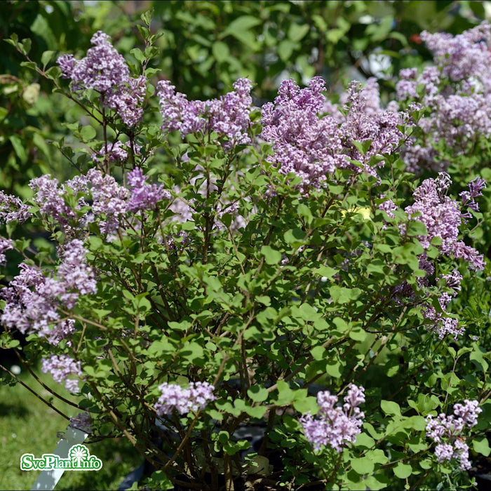 Syringa meyeri 'Palibin' C18 XXL Högstam 100cm
