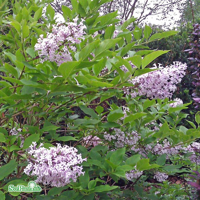 Syringa pubescens ssp. patula 'Miss Kim' C10 Stam 80cm Solitär