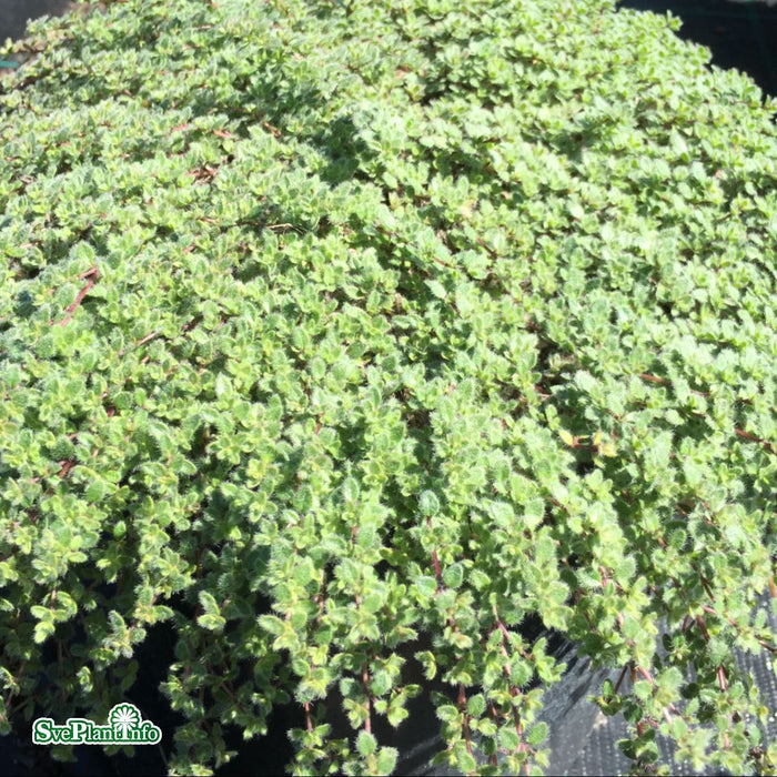 Thymus pseudolanuginosus A-kval