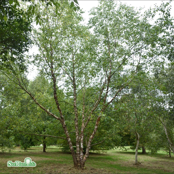 Betula nigra Solitär 125-150cm