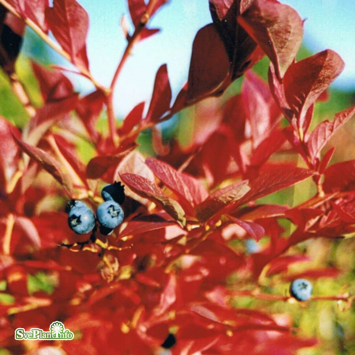 Vaccinium corymbosum 'Goldtraube' Busk C5