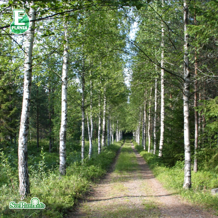 Betula pendula fk Julita E Ungträd 200-250 cm Co