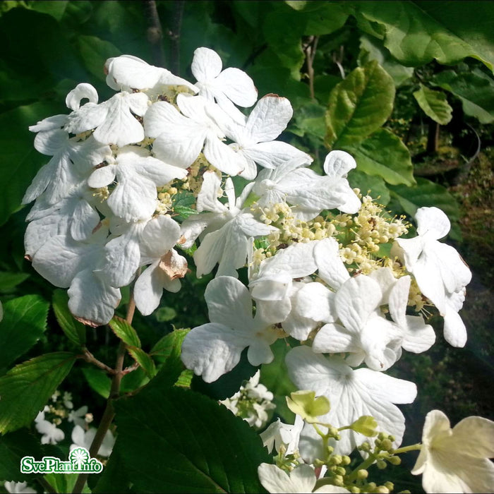 Viburnum plicatum 'Mariesii' C5