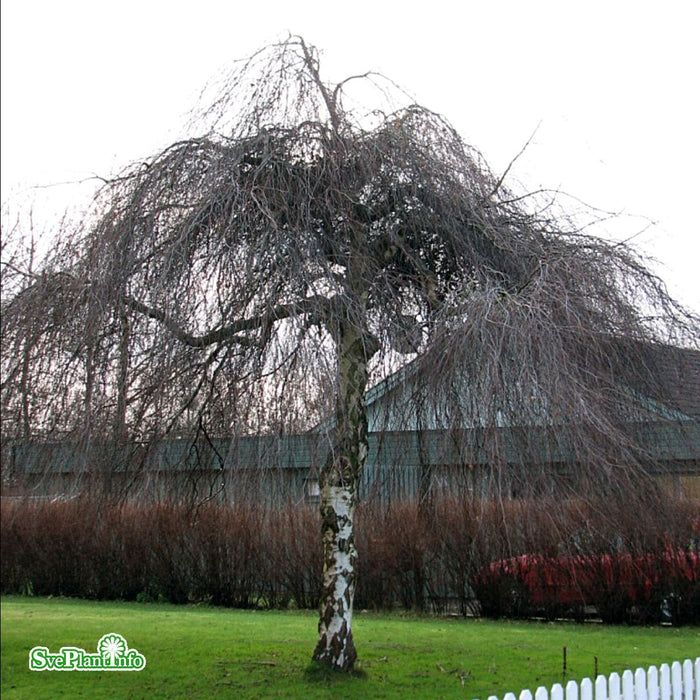 Betula pendula 'Youngii' Stam C30 200cm So 8-10