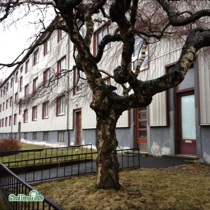 Betula pendula 'Youngii' Stam C30 200cm So 8-10