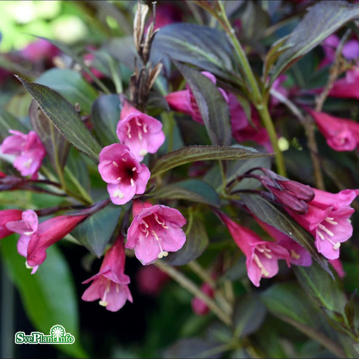 Weigela florida 'Alexandra' Busk C5